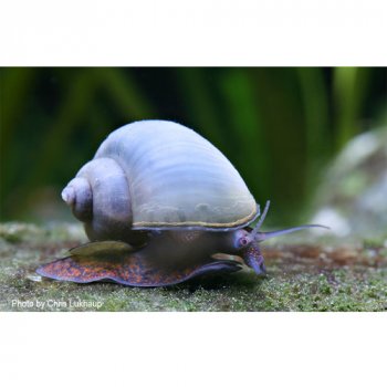 Blaue Apfelschnecke
